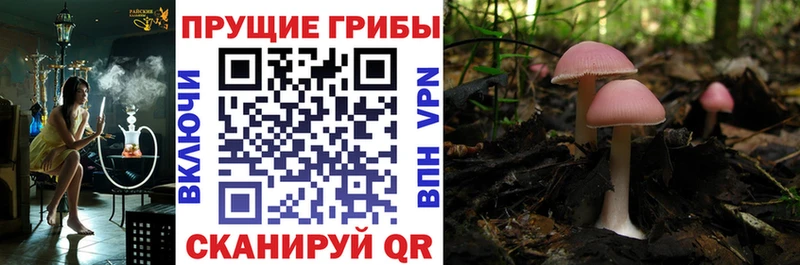 мега   Югорск  Галлюциногенные грибы мицелий 